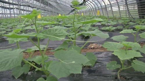 新鄉延津縣 產業引領，項目帶動，鋪就鄉村振興新“糧”道