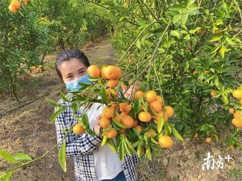 惠城蘆洲90后扶貧專干變身“網紅主播”，直播帶貨助力農副產品暢銷